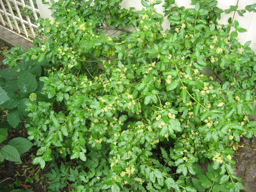 Euonymus Fortunei